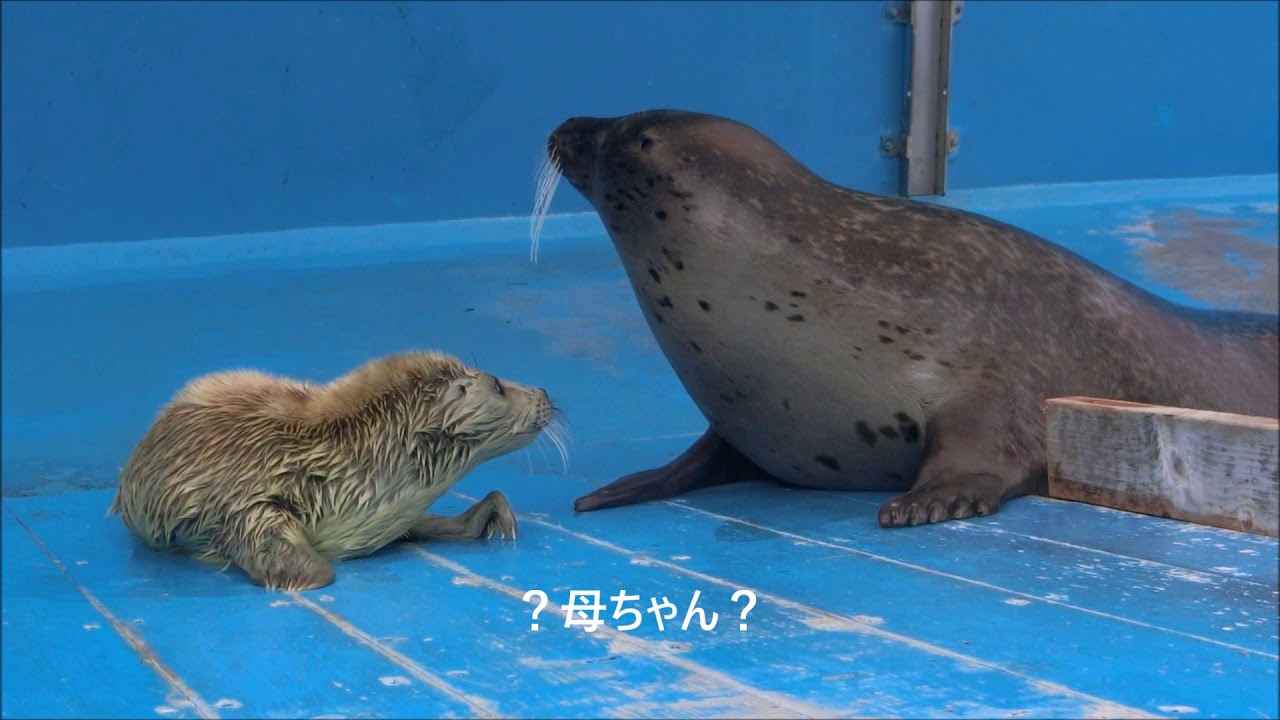 【アザラシ】素敵なお母さん（伊勢シーパラダイス／水族館）