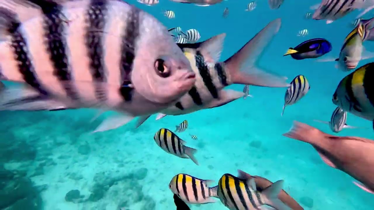 Snorkel in the warm waters of Mnemba Atoll 