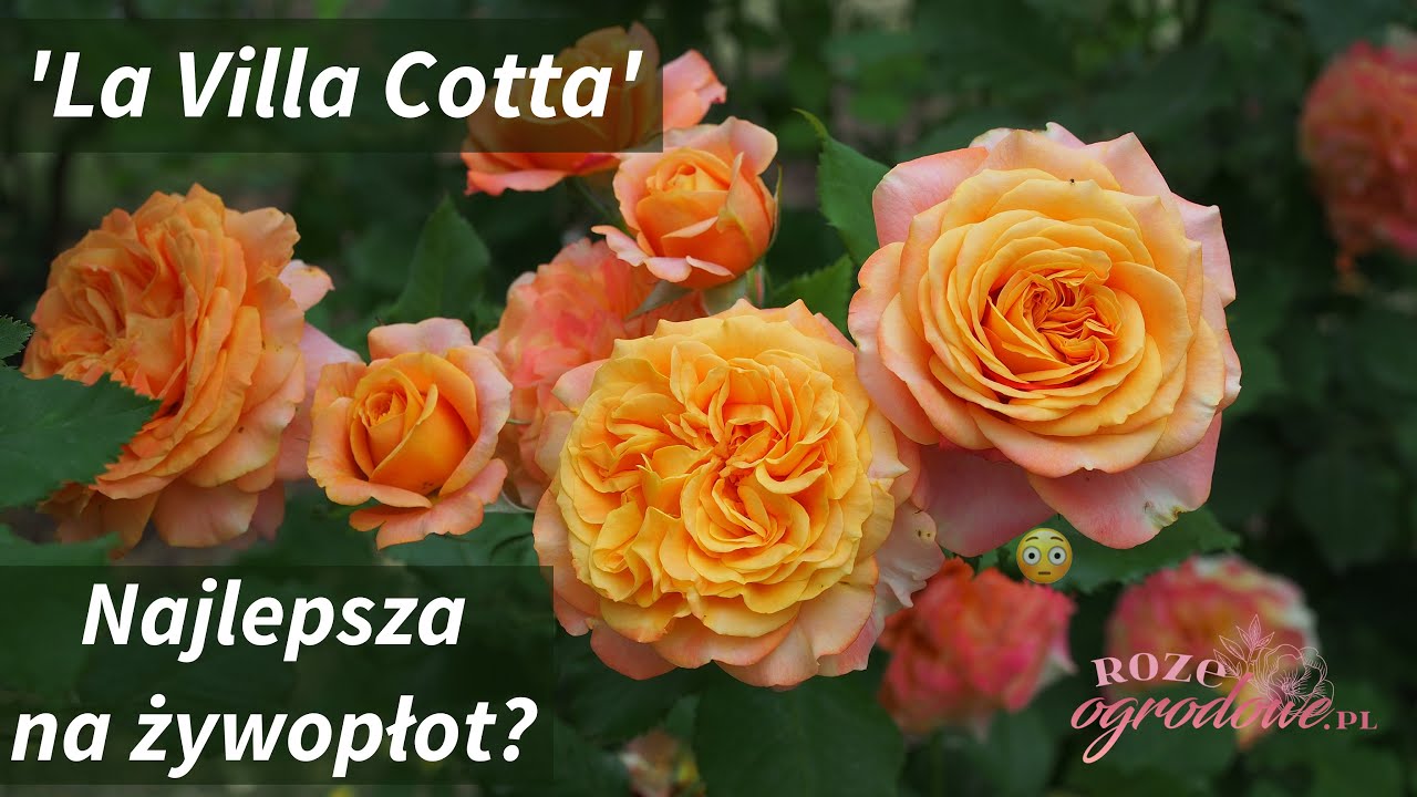 Duży krzew z wielkimi, pełnymi kwiatami ciepłej barwy - 'La Villa Cotta'