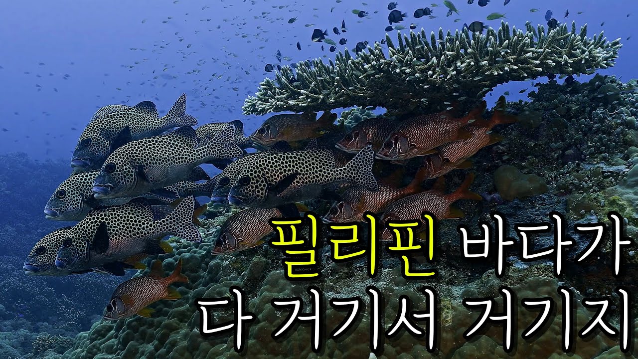 투바타하 2편. 필리핀 종합 선물세트!