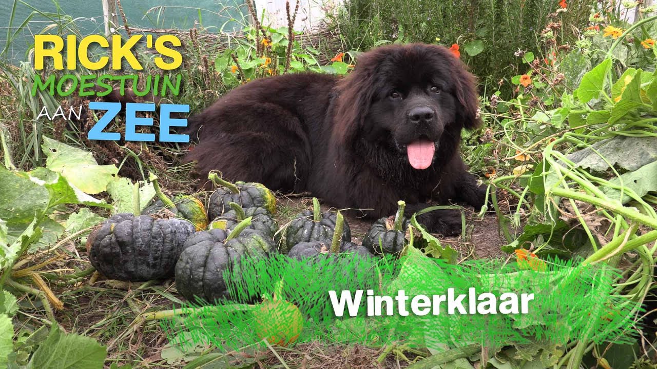 Maak je moestuin winterklaar | Alles Wat Bloeit | Rick's Moestuin Aan Zee