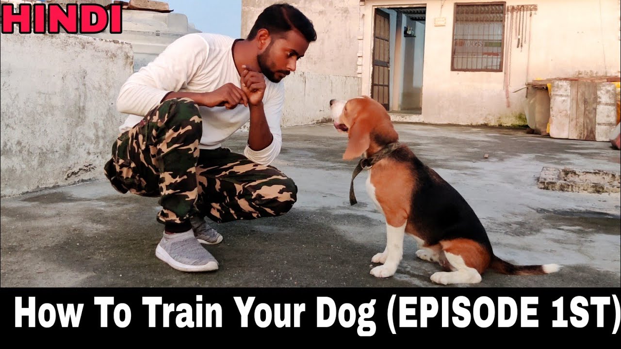 Beagle Dog Training Series - Episode 1st || All Dog Training Basics Tips & Tricks