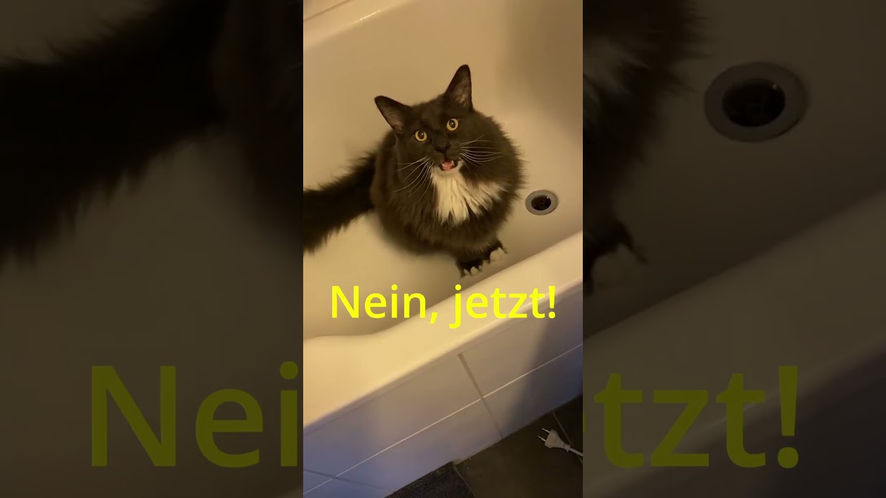 Katzen versuchen mich beim Streamen zu st&ouml;ren! | Tshii #cats #vtuber