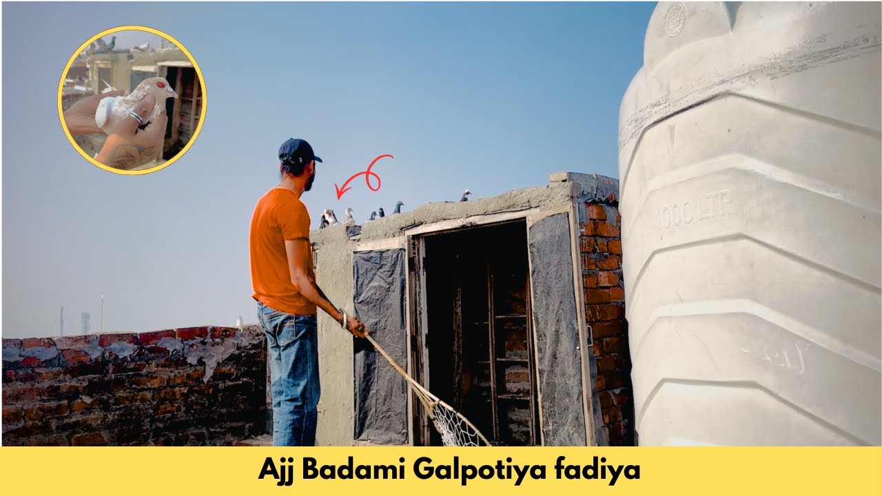 Ajj Badami Galpotiya fadiya 🦅😍 #punjab #pigeon