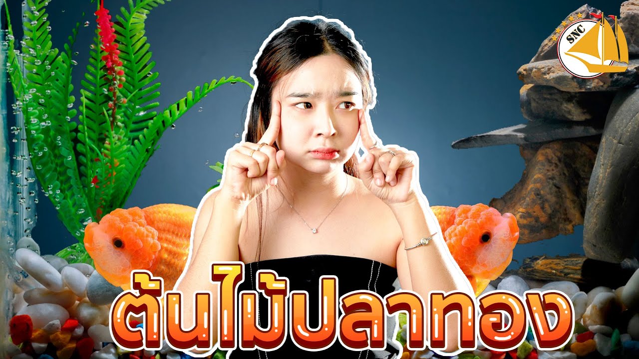 ปลาทองชอบต้นไม้ในตู้หรือเปล่านะ นะนะ  -SNC FISHROOM EP.13