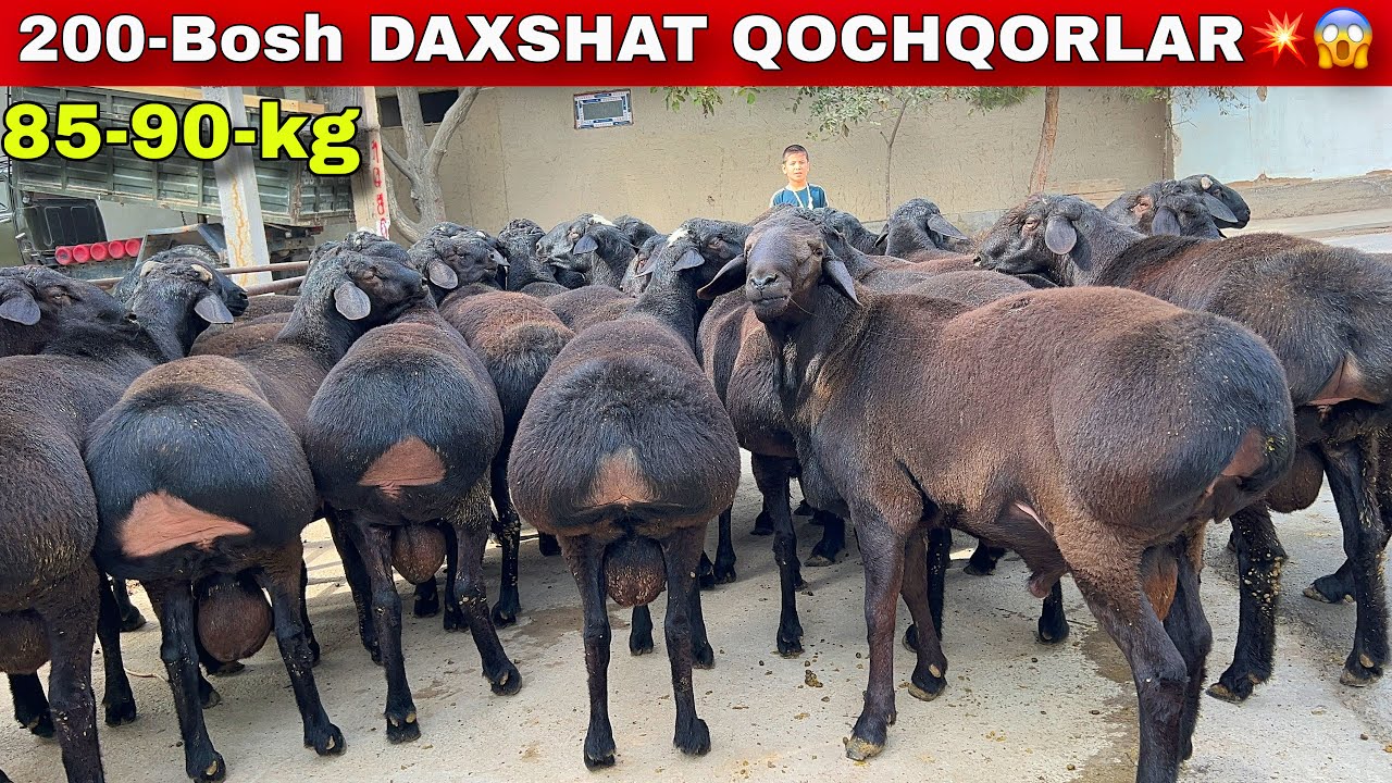 💥90-KG LI 200-BOSH VELIKAN QOCHQORLAR! Marufjon akada😱🐏