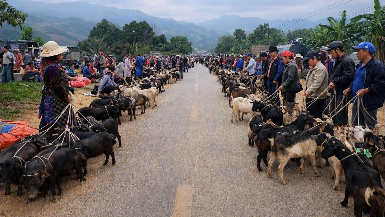 Explore Coc Ly Market | The Most Unique and Exotic Goods in Northwest Vietnam