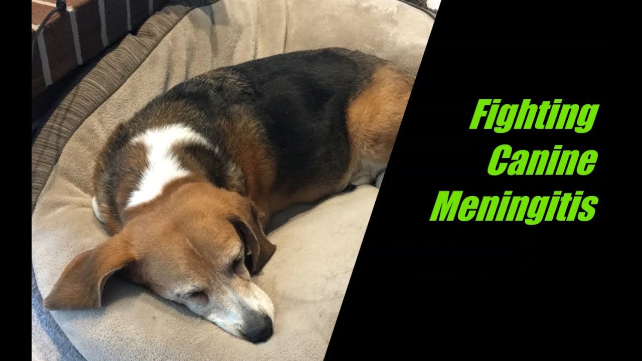Canine Meningitis in a Beagle - Dog Won't Eat or is your dog lethargic - Watch This!