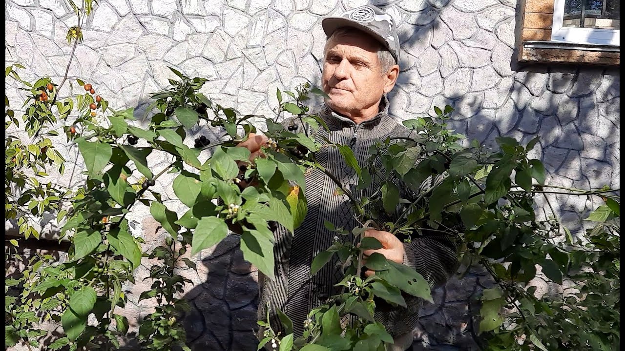 Паслен черный - не сорняк, а лекарство