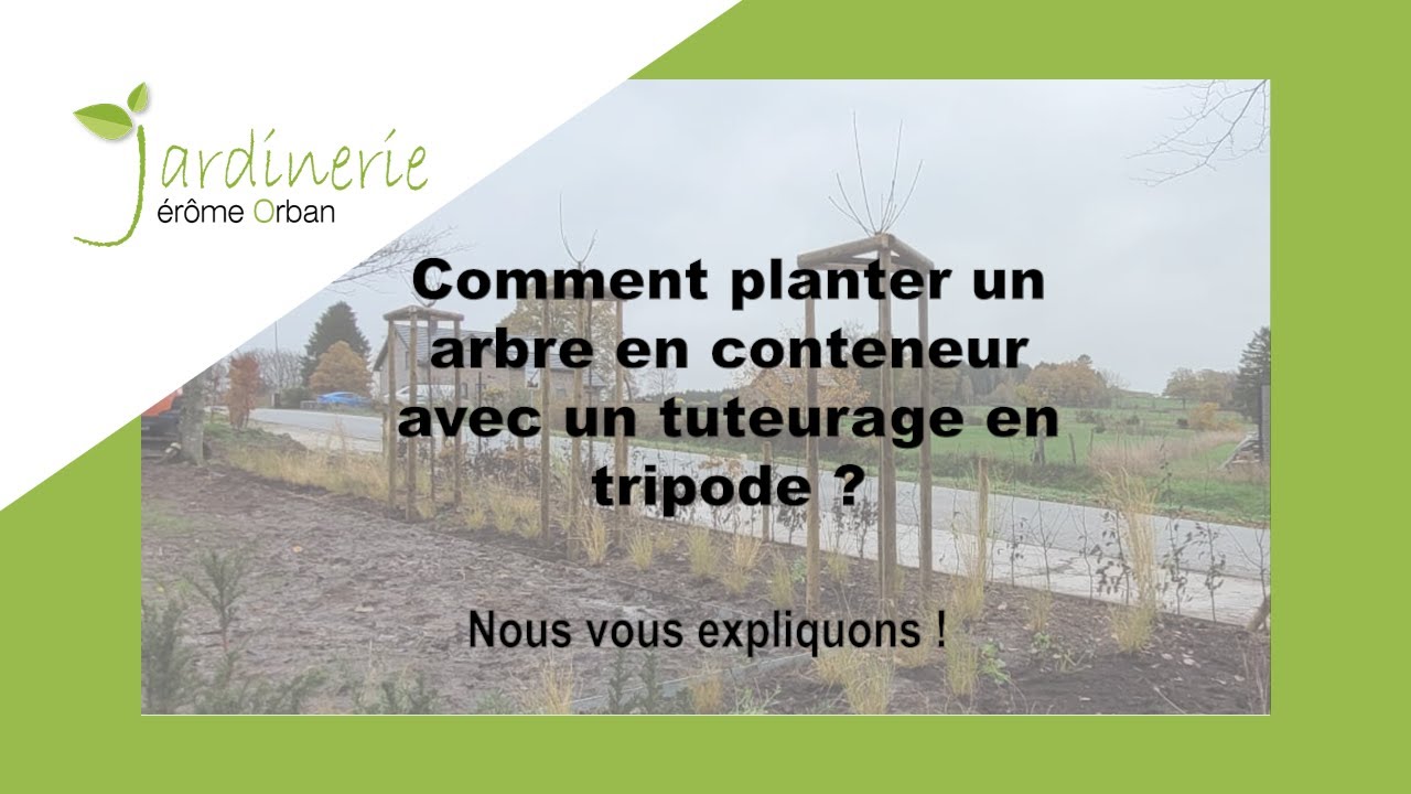 Plantation d'un arbre en conteneur avec un tuteurage en tripode