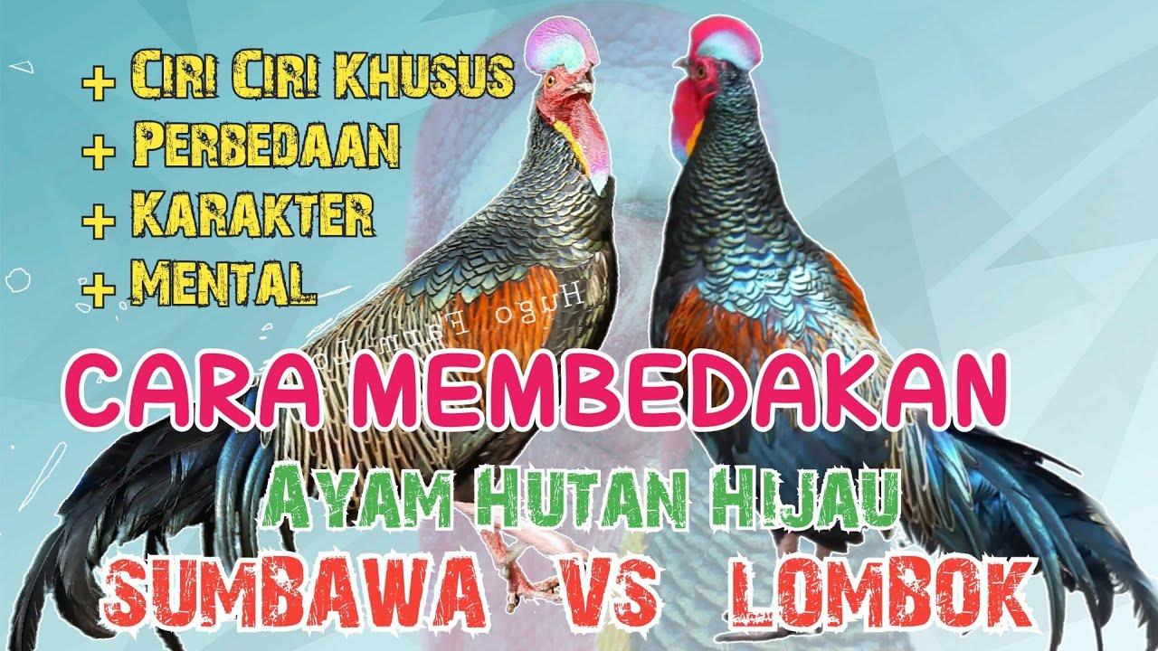 Ini bedanya Ayam Hutan SUMBAWA vs LOMBOK || secara lebih detail