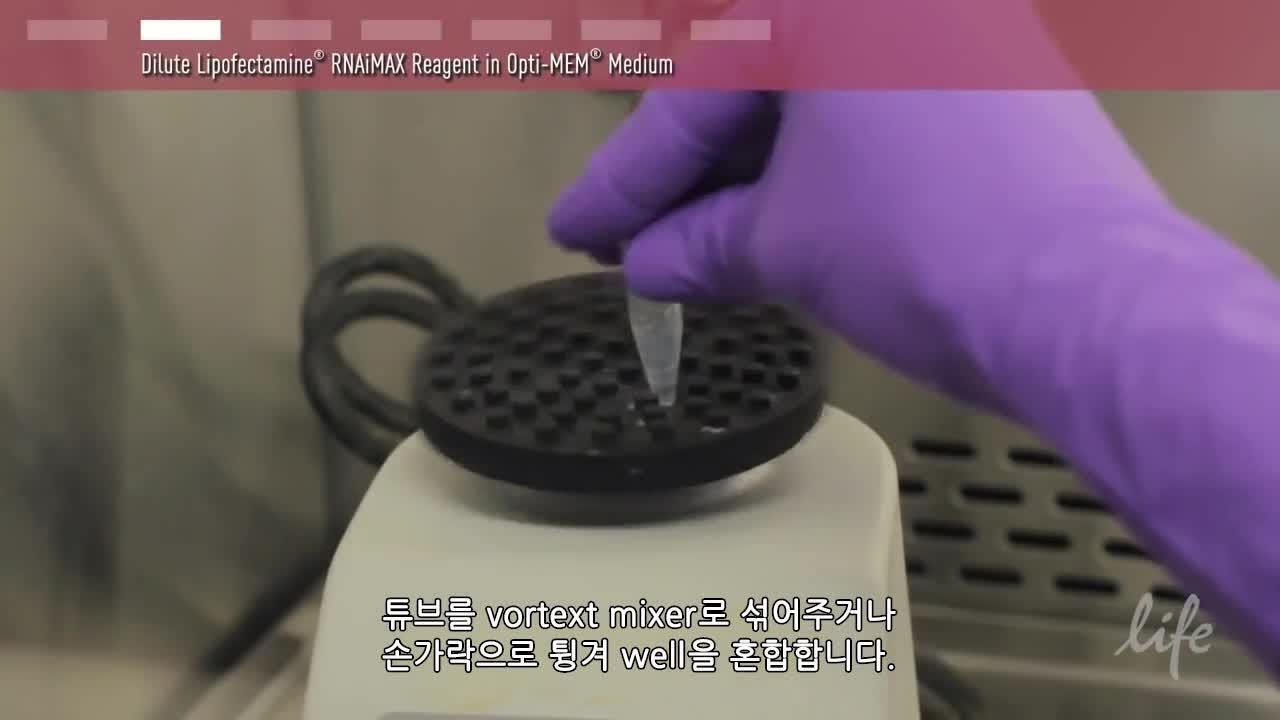 siRNA Transfection Protocol_kor