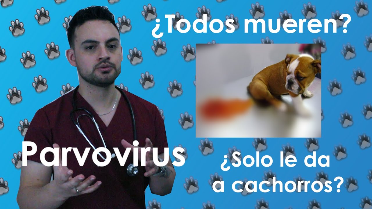 ¿PARVOVIRUS la enfermedad más común?