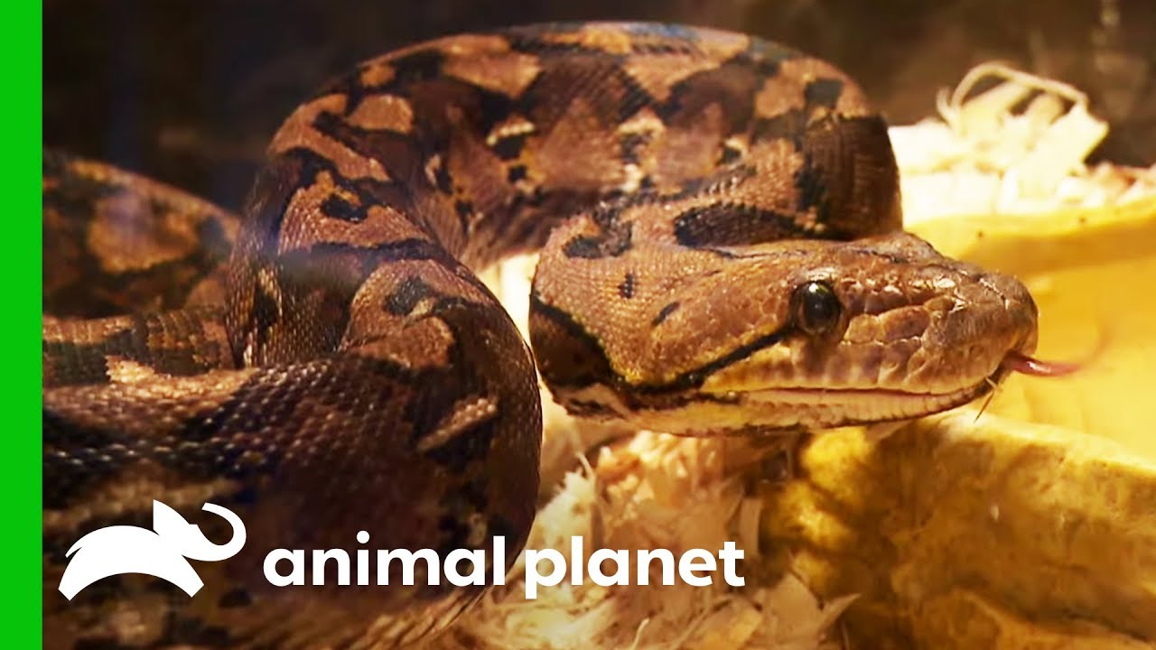 15 Snakes Rescued From A Hoarding Situation | Animal Cops Houston
