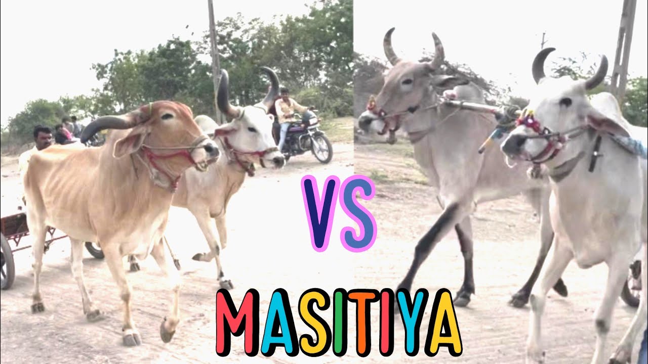 Masitiya   (villege )  Mai huvi bell gadi  ki race