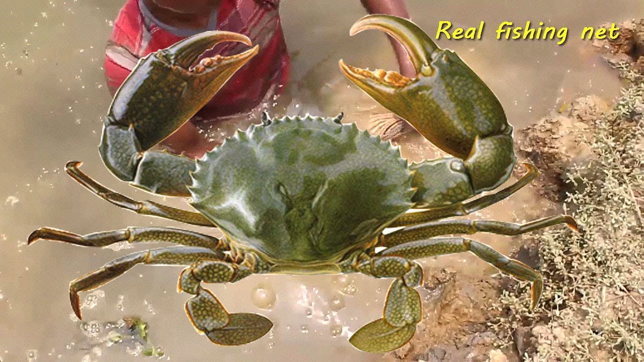 Smart Girl Make Crab Trap Using Wire hand To Catch  Of Crab  ||  Real fishing net