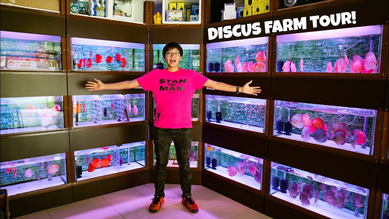 AMAZING DISCUS FISH STORE TOUR in SINGAPORE!! Chai Discus Farm