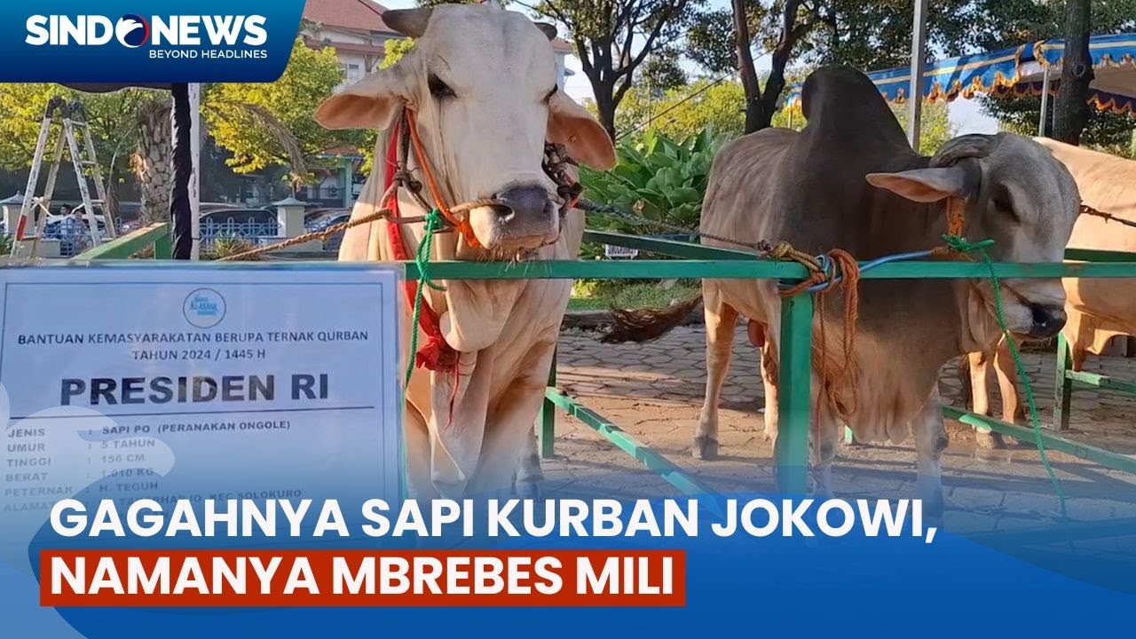 Brebes Mili, Sapi Kurban Milik Jokowi di Masjid Al Akbar Surabaya jadi Tontonan Warga usai Salat Id