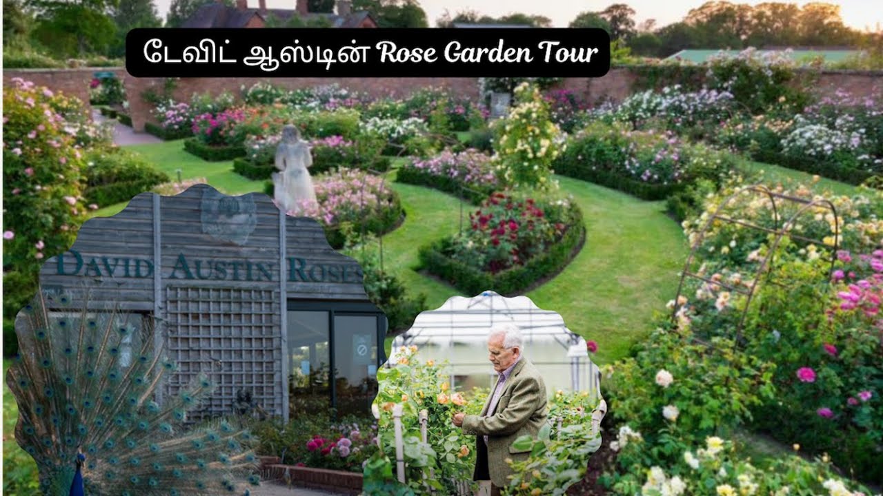 David Austin Rose Garden 🌹 | English Roses Tour & Care Tips in Tamil