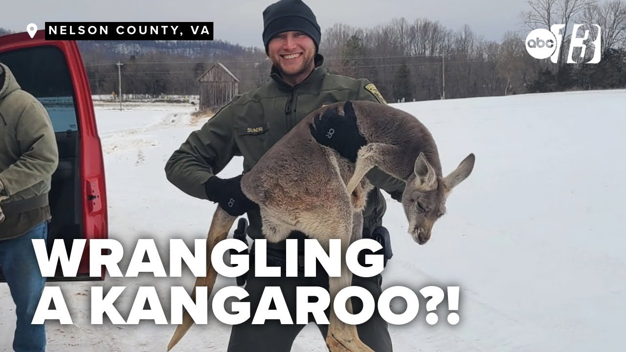 Deputies rescue kangaroo and joey on the loose