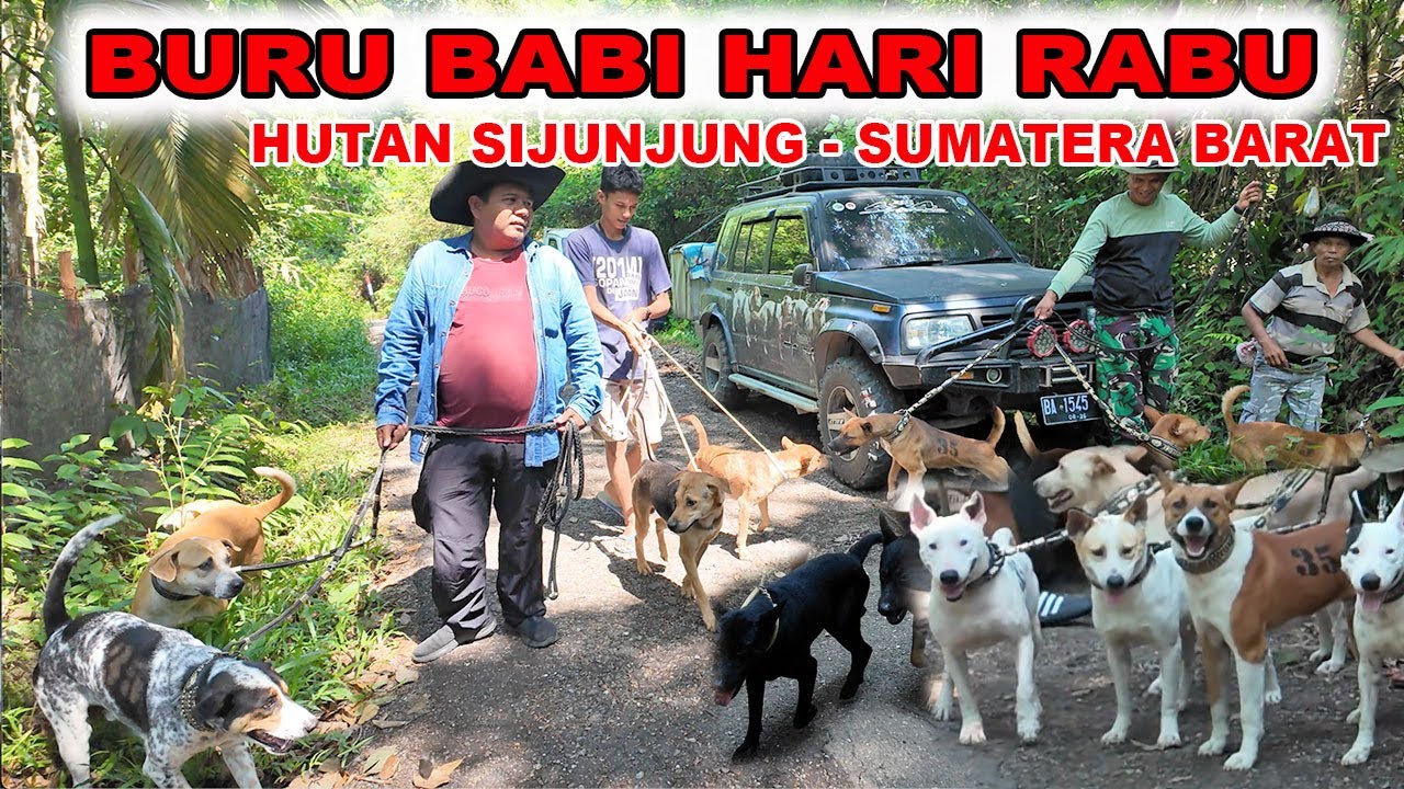 Berburu Babi Hari Rabu Di Sijunjung Sumatera Barat