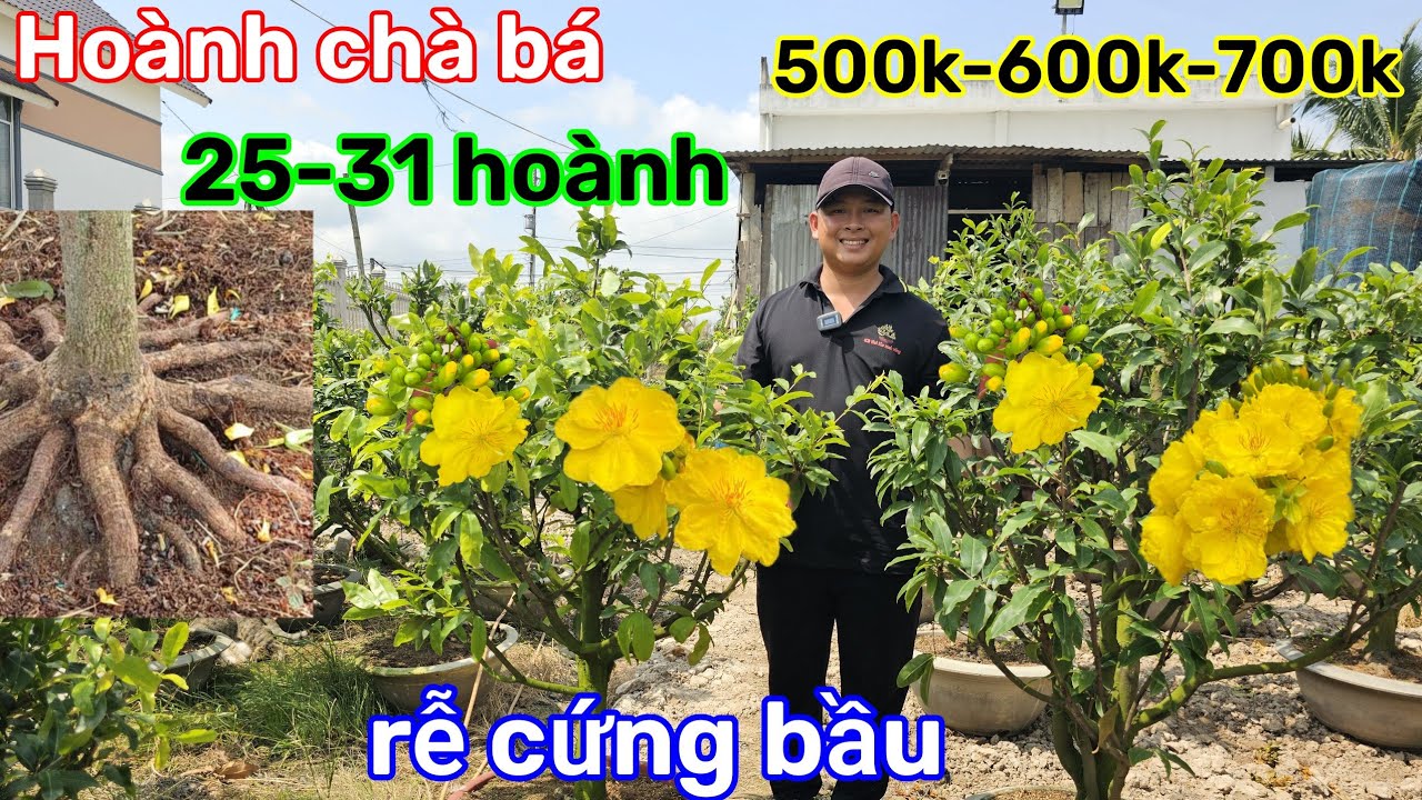 🌲19/3☎️Vườn mai 2 Lúa☎️khui vườn mai mới🌲giảo thủ đức rin🌲hoành 28-31🌲giảm giá cực mềm 