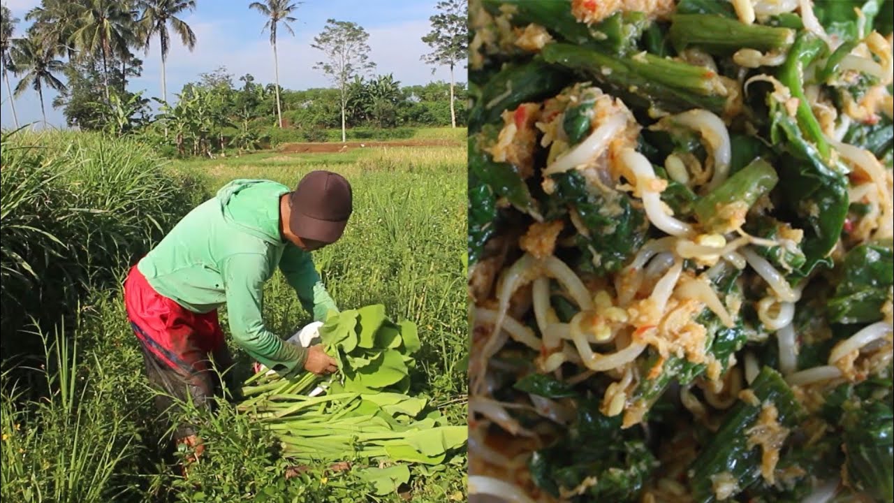 Cari Genjer Buat Makan Malam, Dibikin Urap Genjer