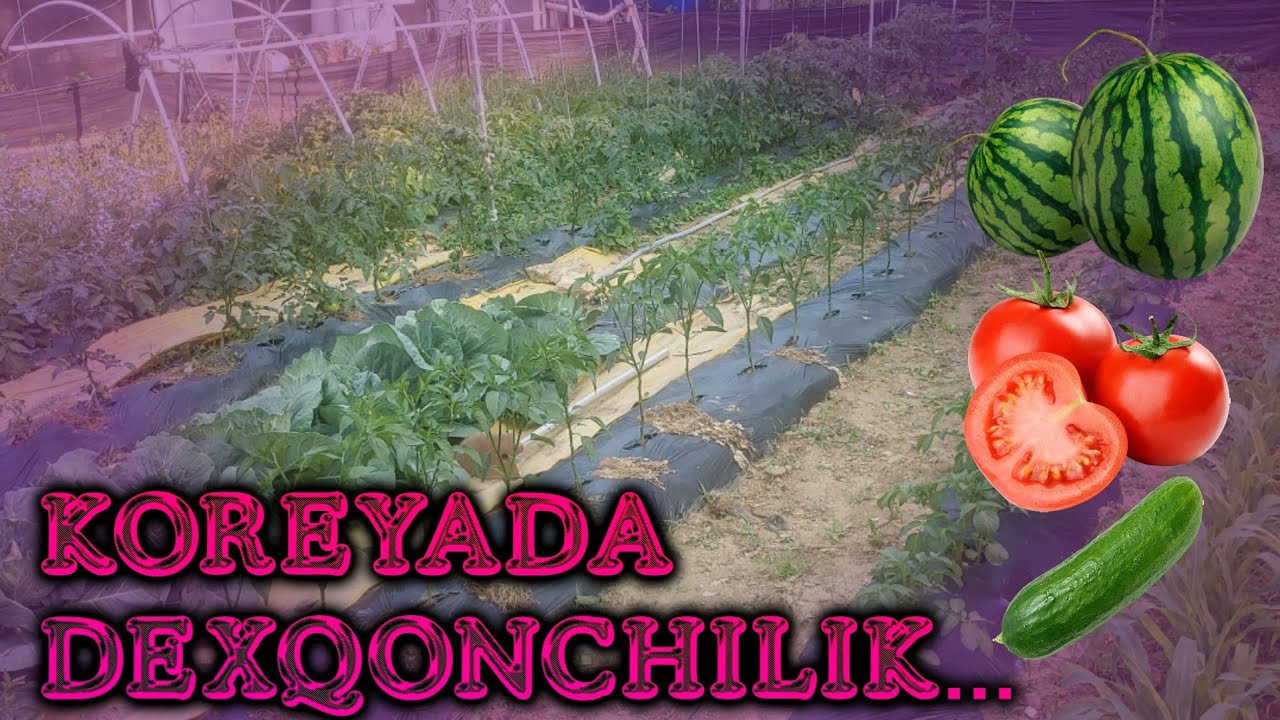 Kareyada Dexqonchilik Ishlari Qanday?
