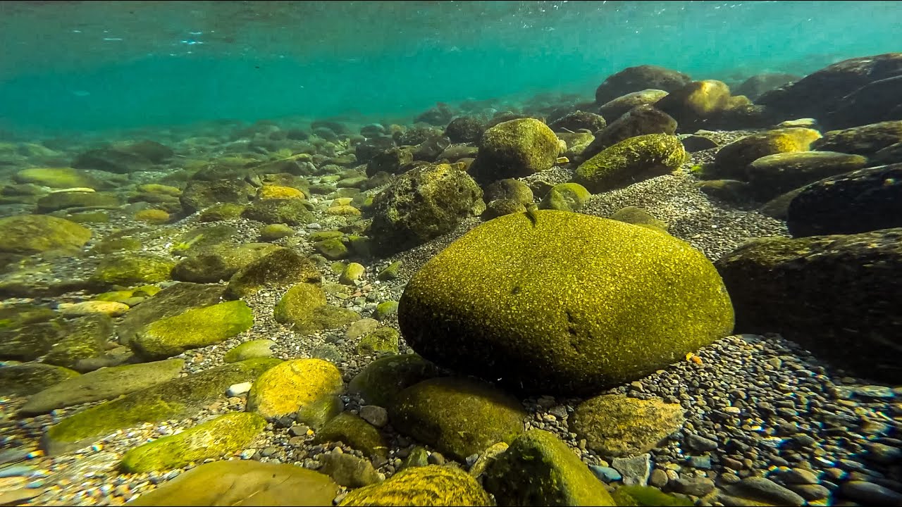 Stiphodon Goby biotope - Philippines