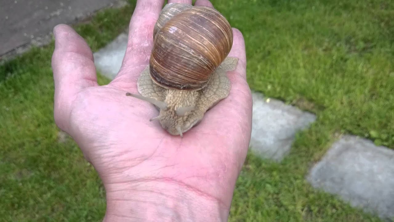 &Eacute;ti csiga (Helix pomatia)