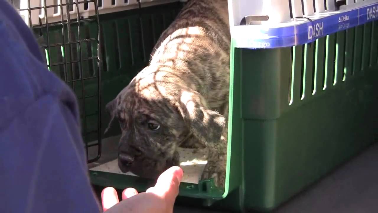 Presa Canario puppy getting picked up from Las Vegas airport