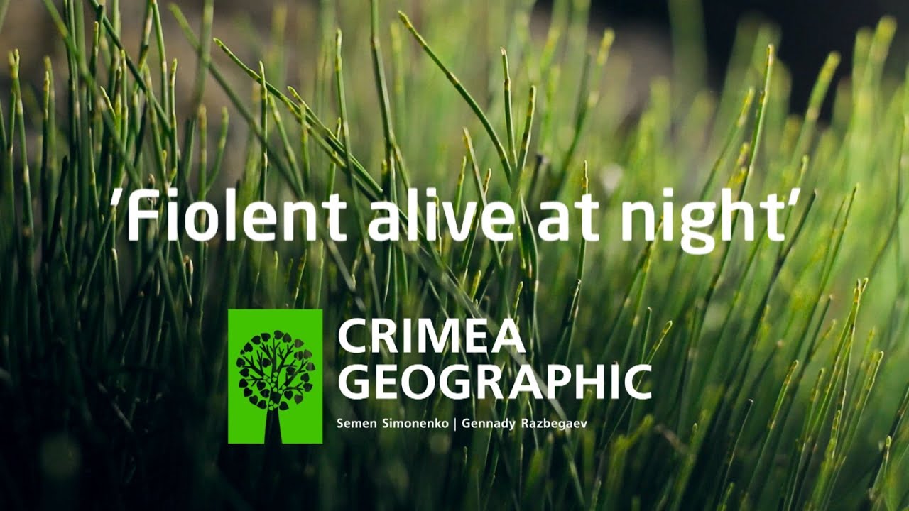 Fiolent alive at night [Crimea Geographic]