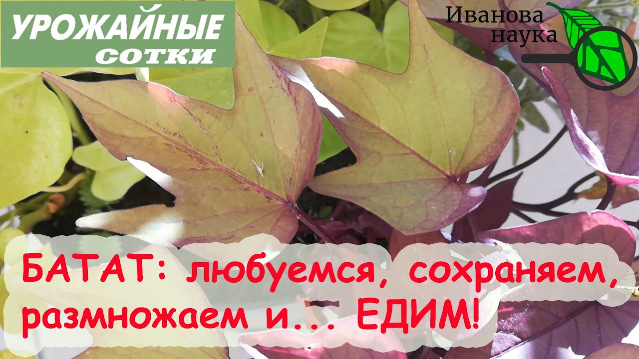 ТРОЙНАЯ выгода: и красивый, и вкусный, и полезный БАТАТ!