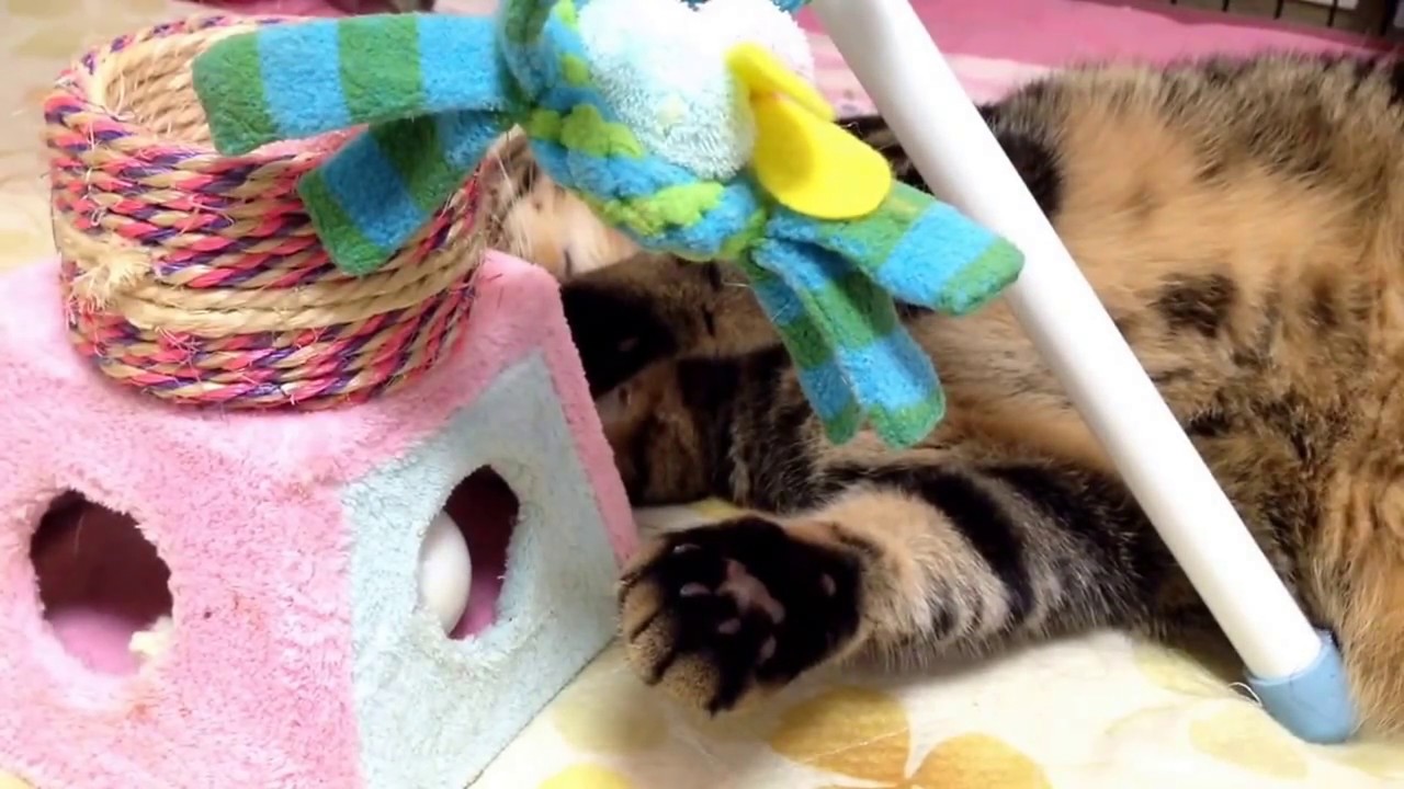 まったりビートくん