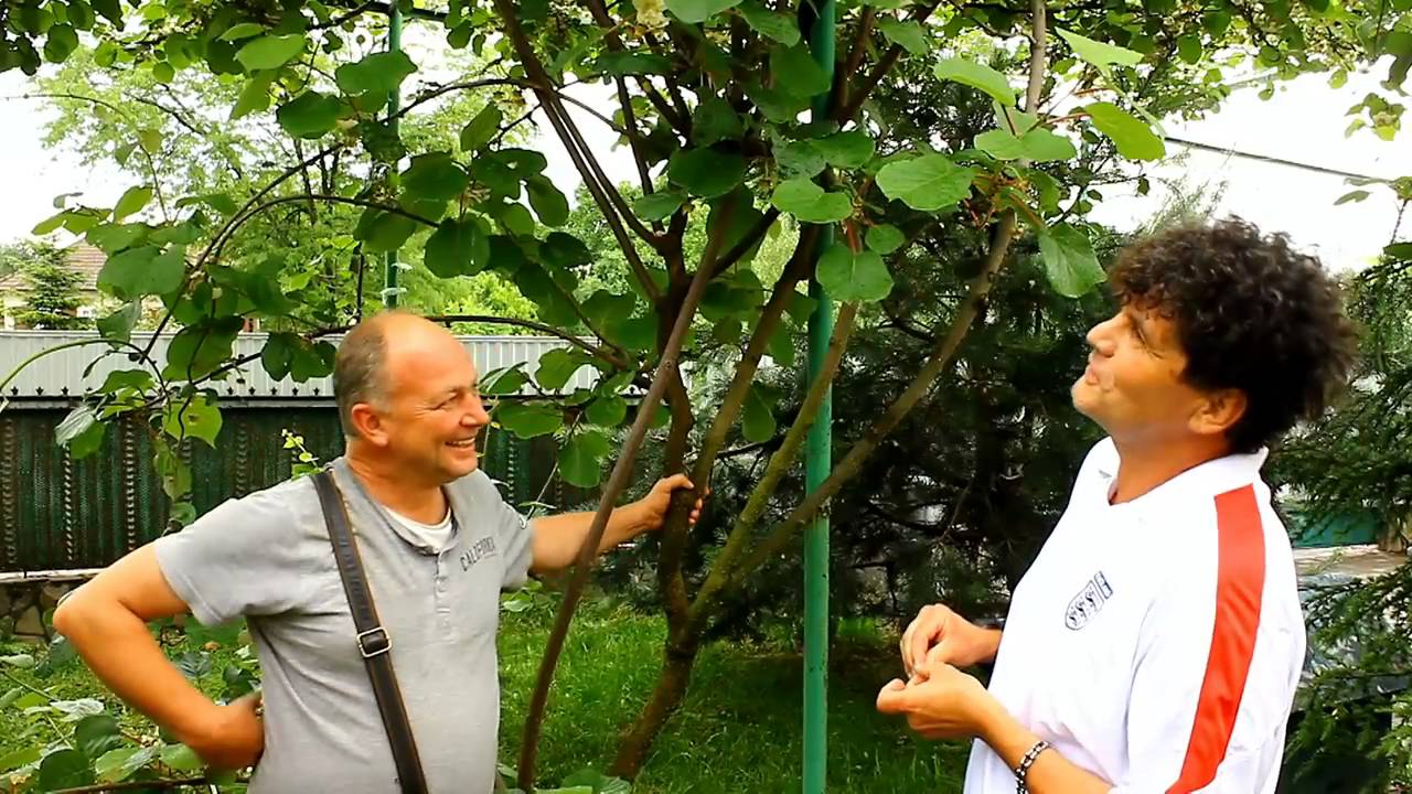 Киви Карпат Стратона