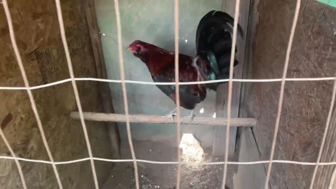 Un pequeño video de Otro tipo de raza de gallos Que Stan de venta mi gente