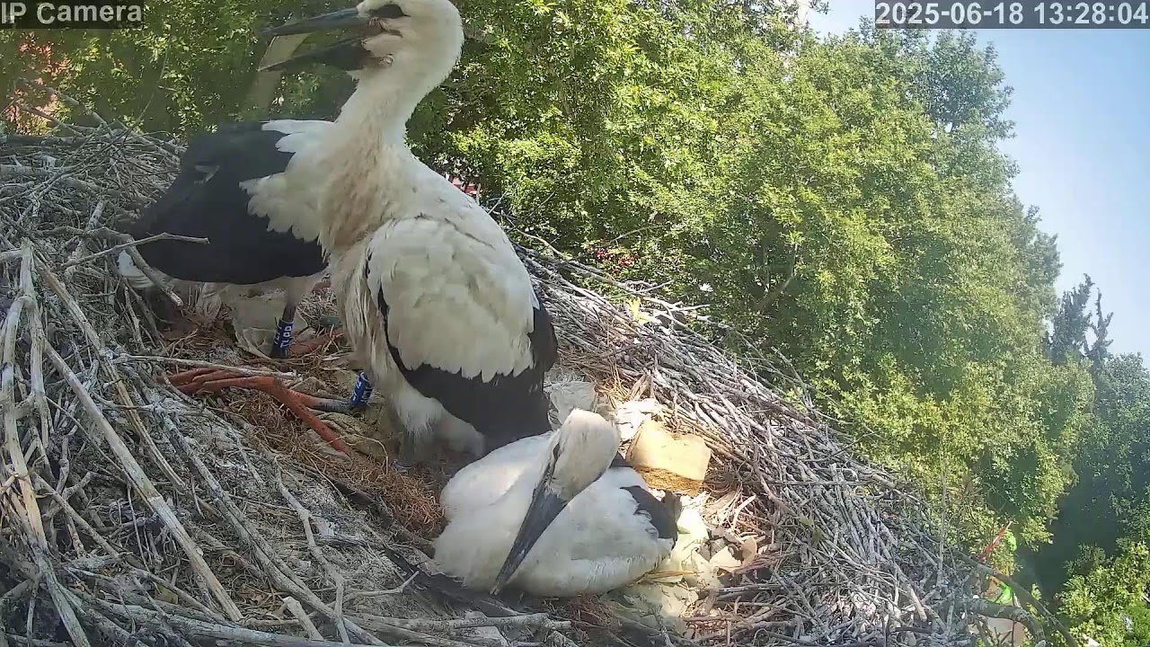DKMP Leylek Yuvası Canlı Yayını - White Stork Live Broadcast #leylek #storks #nature