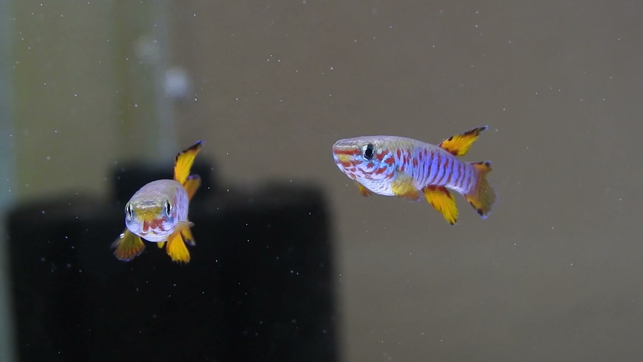 Aphyosemion Kathethys dargei MBam