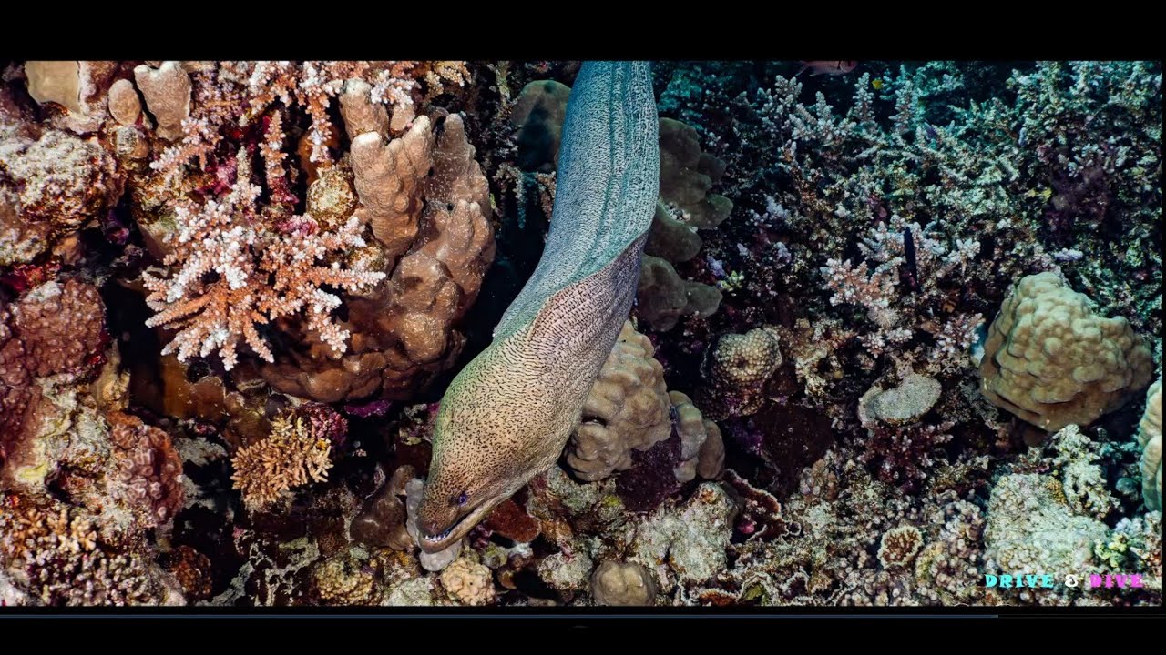Makadi Bay: Die Highlights aus 2 Wochen abtauchen in der Makadi Bay mit Extra Divers MakadiBay