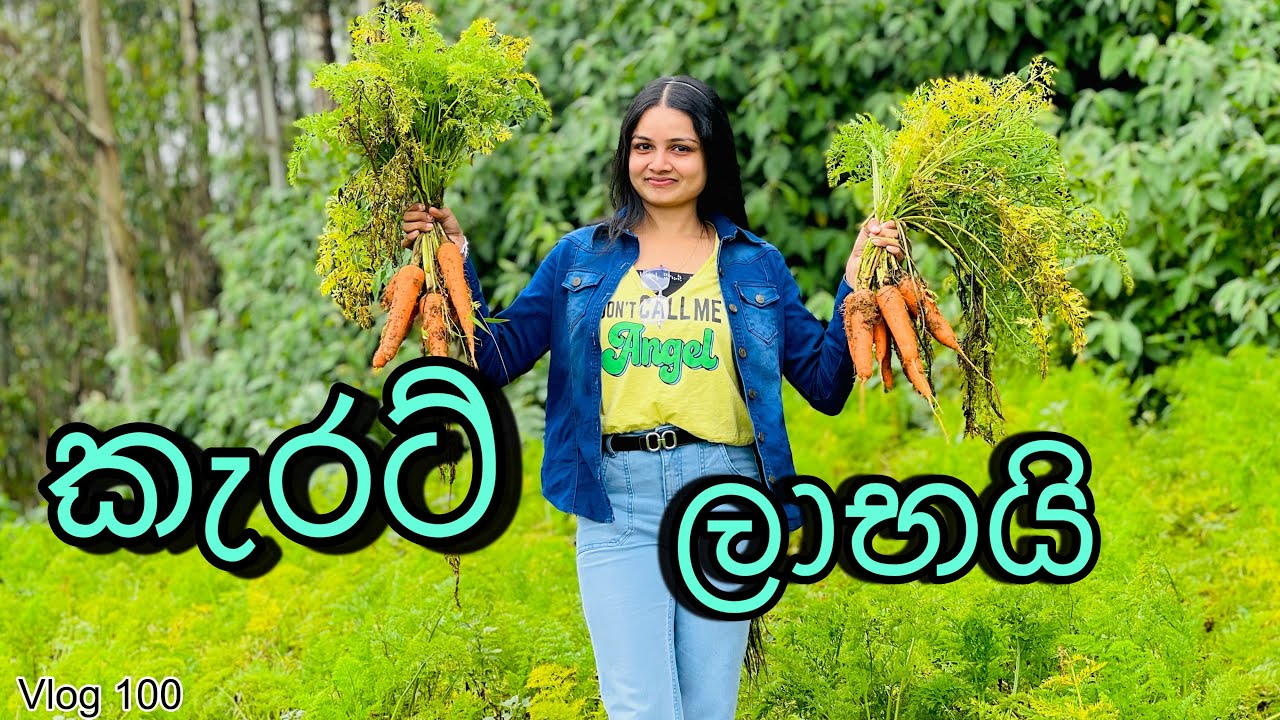 කිලෝ එකම රුපියල් 140 යි| Carrot cultivation| Nuwaraeliya Carnival|20 days trip| Day 06@WolfyVlogs