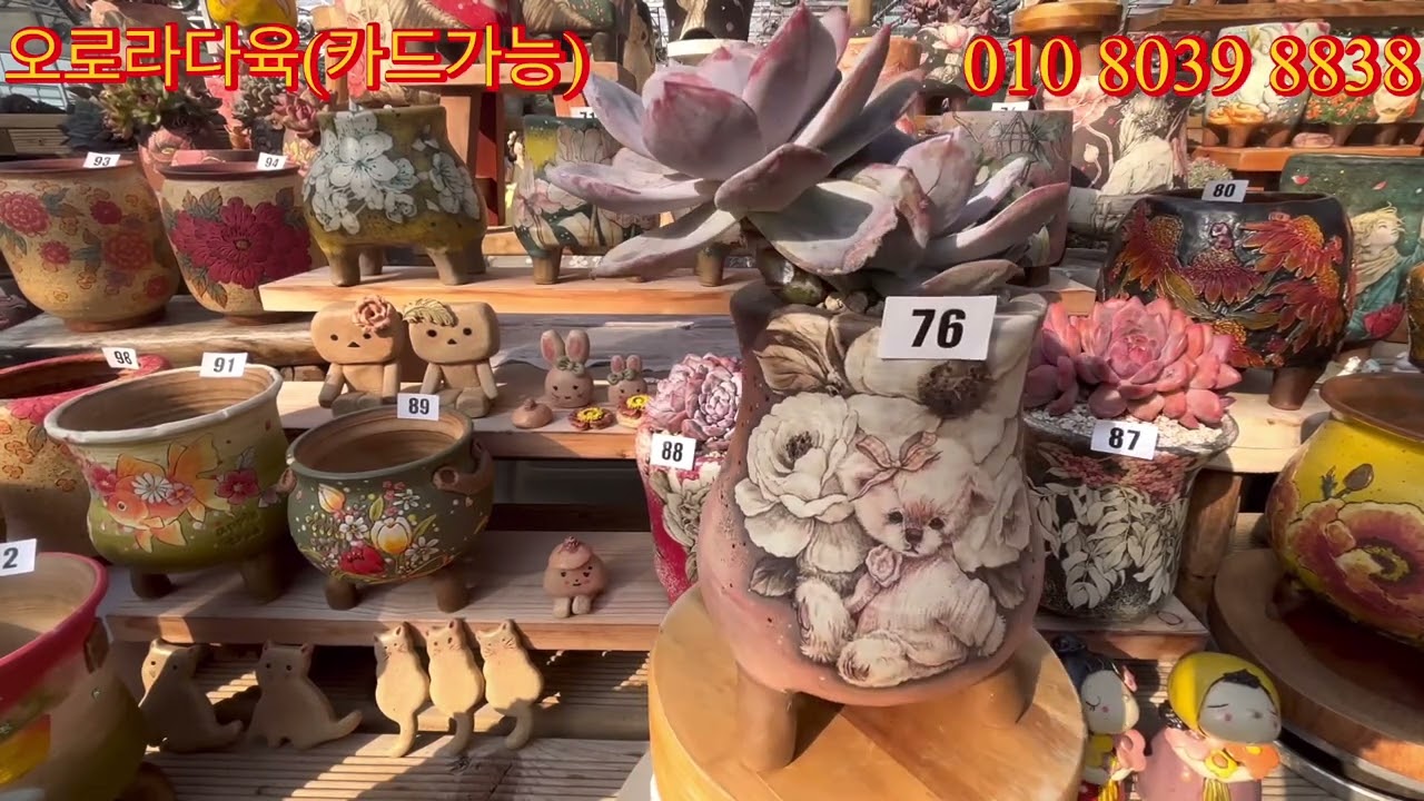 12월5일(금)고급진명품릴리분_다미분_휴분_영아뜰리에분과함께예쁜주말되세요#오로라다육 #제리병장다육원 #명품다육화분판매영상 #다육이#다육식물 #succulent #다육키우기 