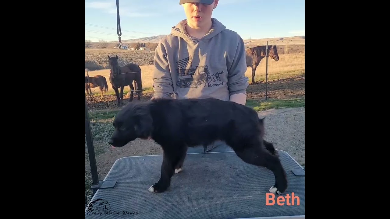 Yellowstone PUPS Teeter & Beth | Crazy Patch MAS 