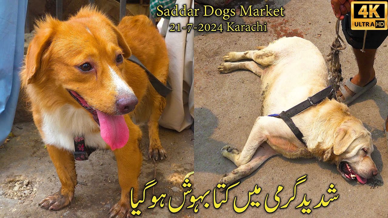 Exotic Dogs Market Saddar Karachi 21-7-24 | Pitbull dogs German Shepherd Dogs | सभी नस्लों के कुत्ते