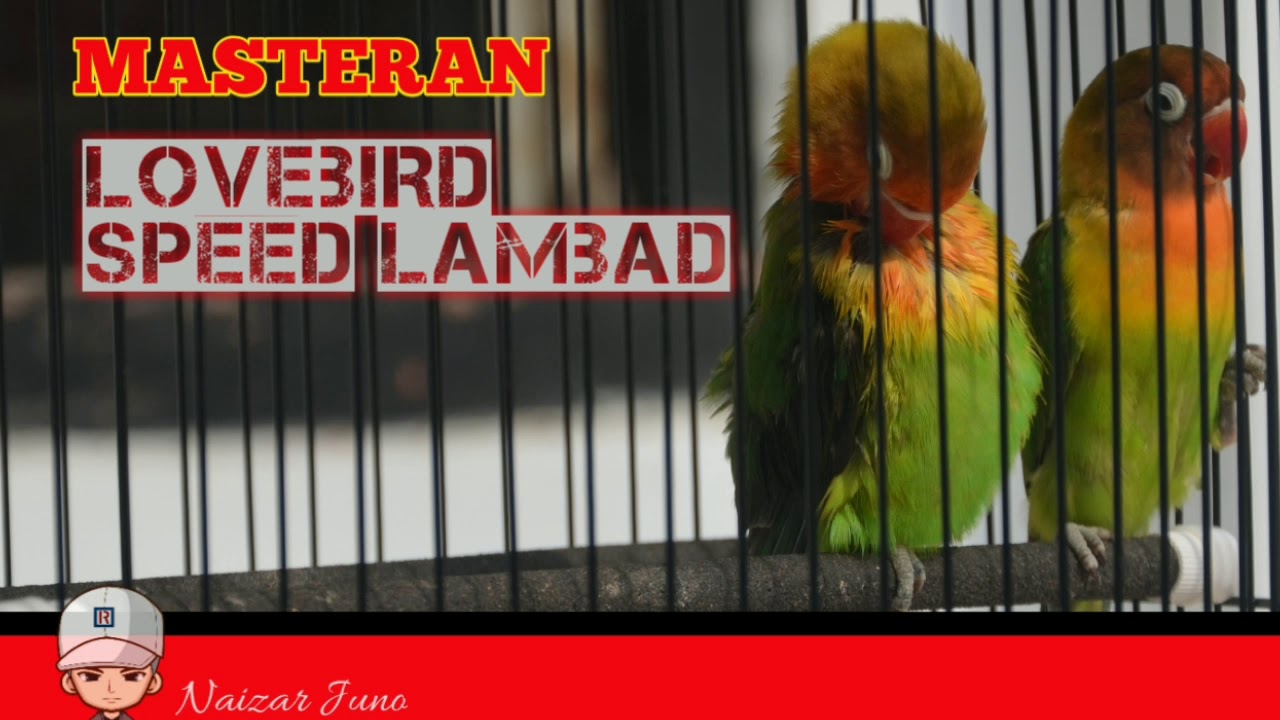 Masteran Lovebird speed lambat #lovebird