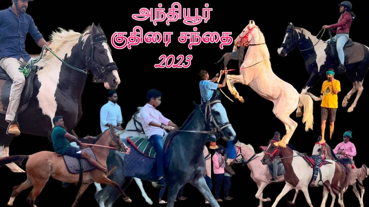 ANTHIYUR HORSE MARKET 2023 8TH AUG latest Anthiyur horse sandai அந்தியூர் குதிரை சந்தை 2023