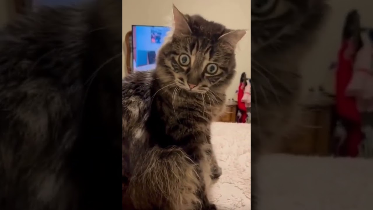 Видео Ивара с закадровым голосом Тони Бейкера #кошки #видео с кошками #питомцы #шорты #смешныекот...