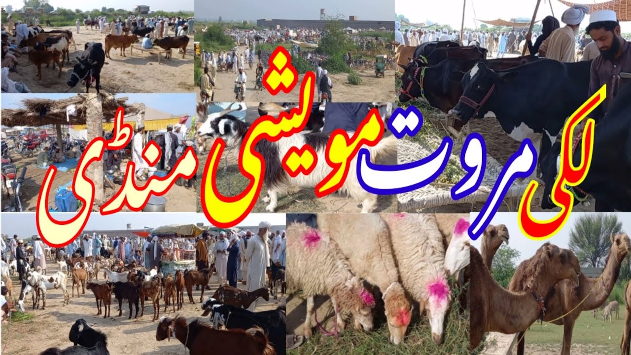 لکی مروت مویشی منڈی!اتوار میلہ!Lakki Marwat Cattle Market/Itwaar Market/Lucky Marwat/Asad Tv Channel