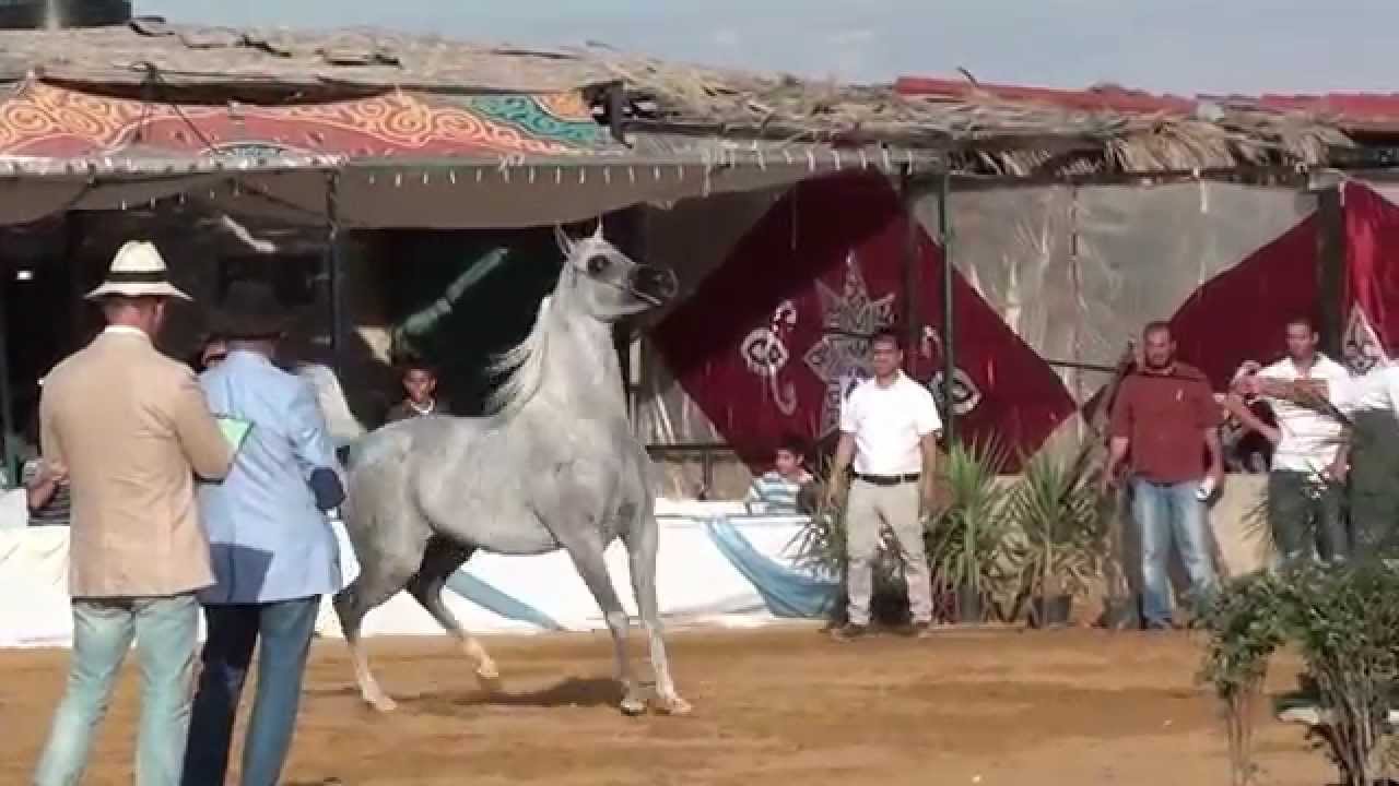 2nd holy lands championship بطولة الاراضي المقدسة الثانية لجمال الخيول العربية الاصية