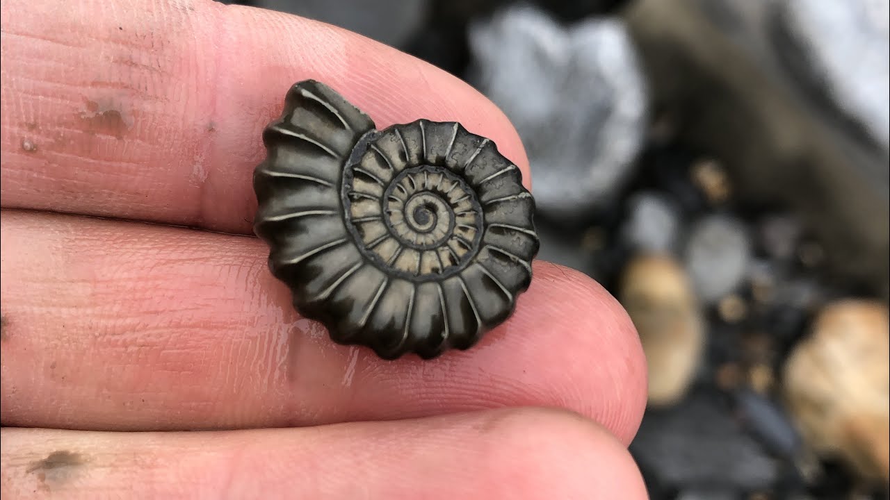 Ammonites