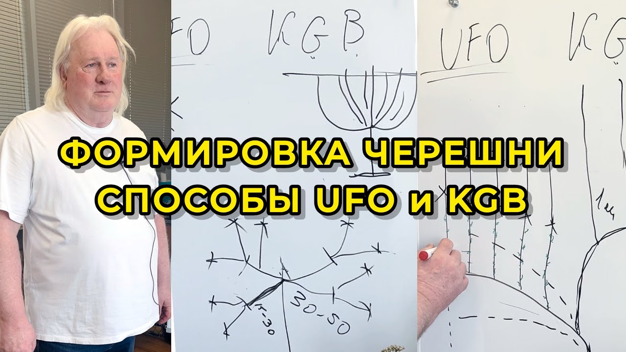Мультилидерная формировка черешни способом UFO и KGB